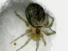 Oecobius marathaus