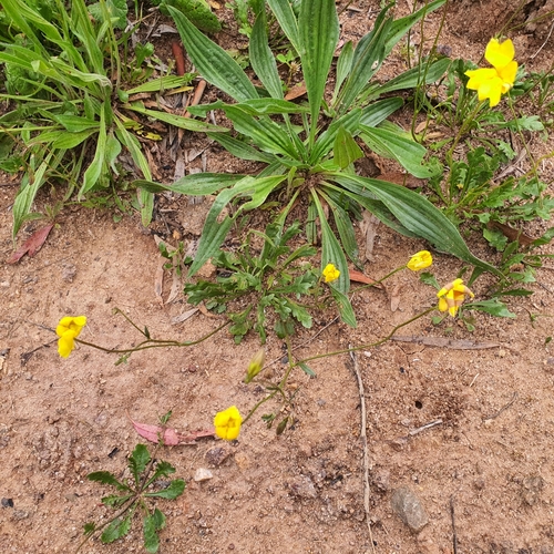 Image of Goodenia pinnatifida by no rights reserved