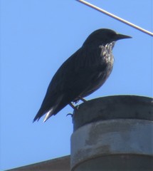 Sturnus unicolor
