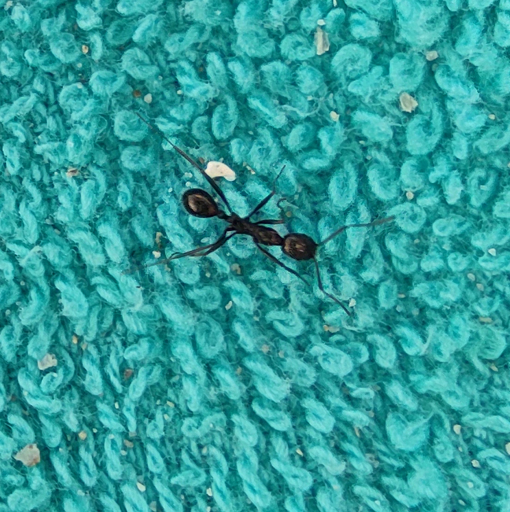 Aphaenogaster sardoa
