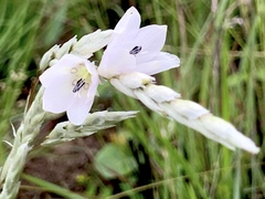 Dierama argyreum