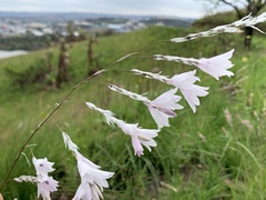 Dierama argyreum