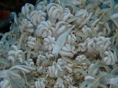 Hippolyte commensalis