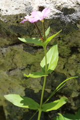 Epilobium algidum