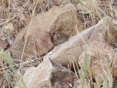 Cercyonis sthenele