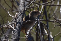 Poodytes carteri