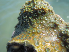 Cyphastrea chalcidicum