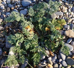 Astrodaucus littoralis