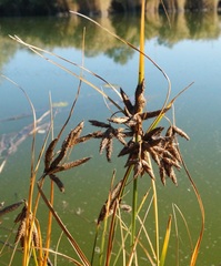 Bolboschoenus glaucus