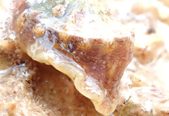 Amblychilepas omicron