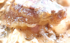 Amblychilepas omicron