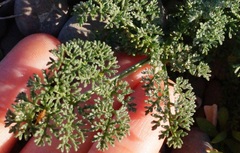 Astrodaucus littoralis