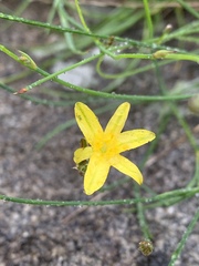 Tricoryne elatior