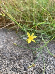 Tricoryne elatior