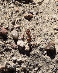 Pogonomyrmex occidentalis