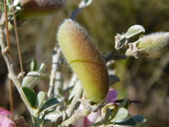 Podalyrieae