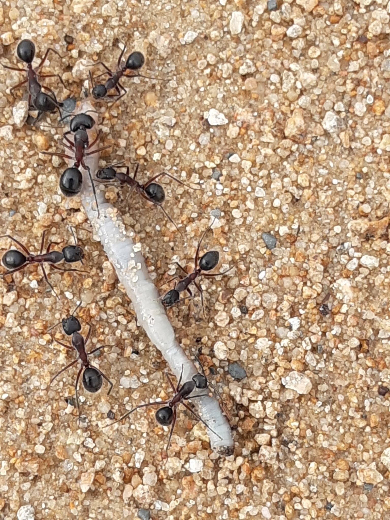 Camponotus intrepidus