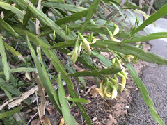 Carmichaelia williamsii