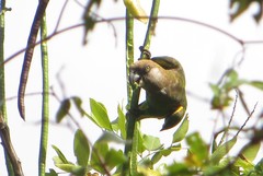 Poicephalus cryptoxanthus tanganyikae