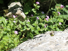Epilobium algidum