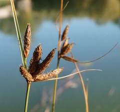 Bolboschoenus glaucus