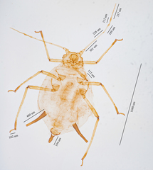 Aphis