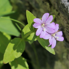 Epilobium algidum