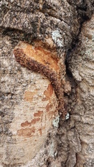 Insecta