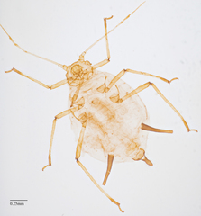 Aphis