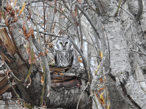 Boreal Owl photographed in Alaska