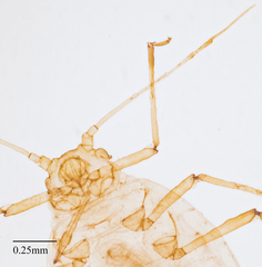 Aphis