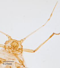 Aphis