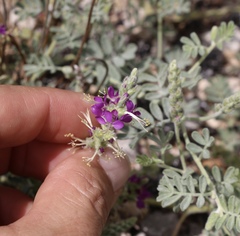 Dalea lanata