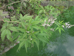 Vitex negundo heterophylla