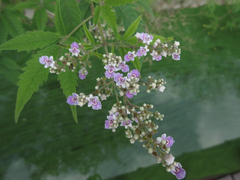 Vitex negundo heterophylla