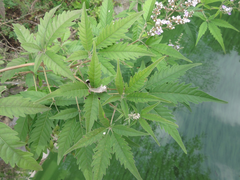 Vitex negundo heterophylla