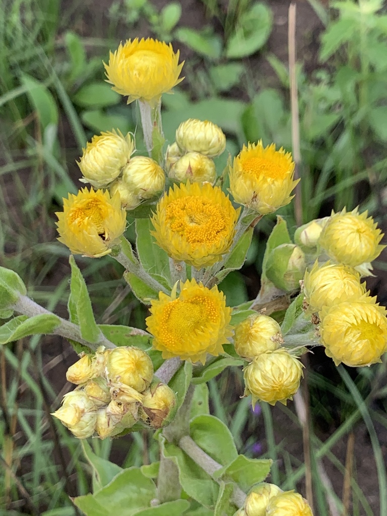 Weedy Everlasting