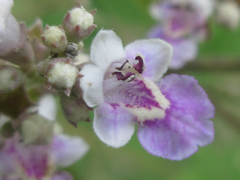 Vitex negundo heterophylla