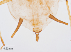 Aphis