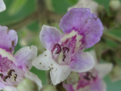 Vitex negundo heterophylla