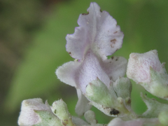 Vitex negundo heterophylla