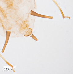 Aphis