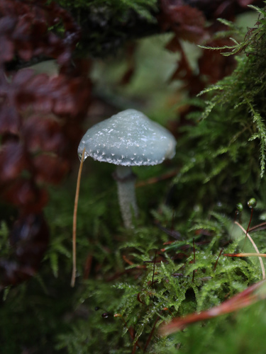Verdigris Agaric