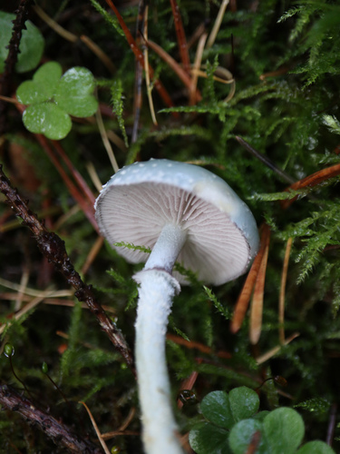 Verdigris Agaric