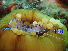 Ancylomenes sarasvati