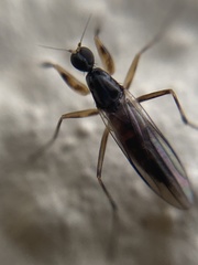 Tachydromiinae