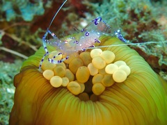 Ancylomenes sarasvati