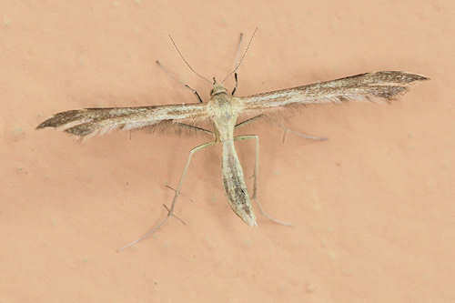 Gillmeria miantodactylus