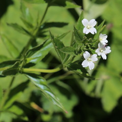 Epilobium alpestre