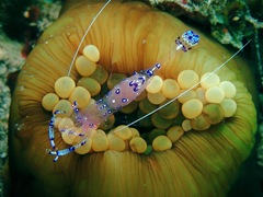 Ancylomenes sarasvati